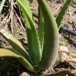 Aloe - Aloe vera