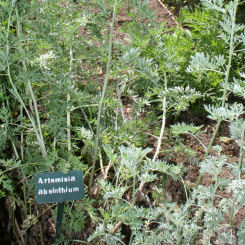 Absinto - Artemisia absinto